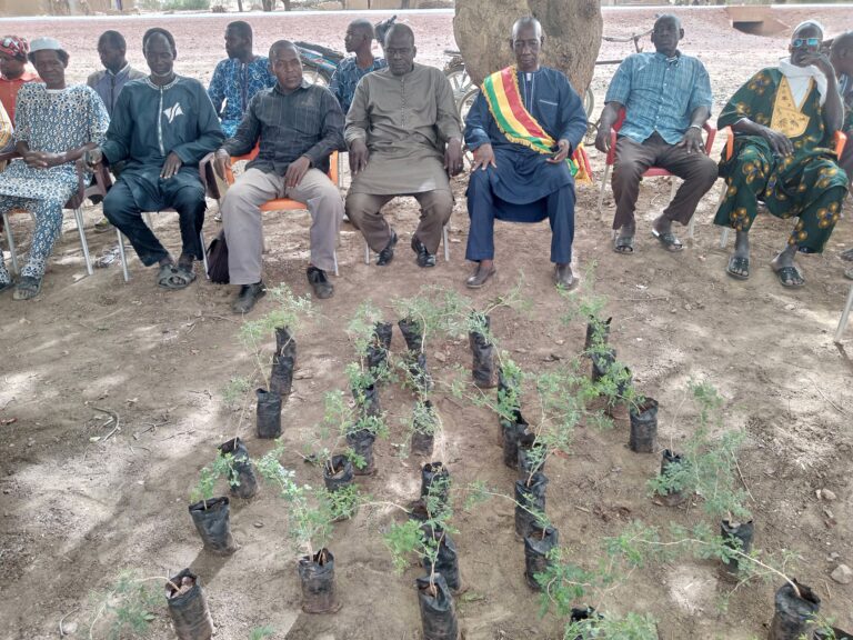 Plantation gommerais  et dotation des bénéficiaires en séchoir moderne